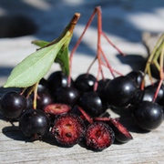 Aronia . Apfelbeere